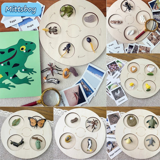 Montessori life cycle le cycle de vie English Placa De Video Frog Butterfly Seeds Cyclus Bij Ant teaching aids Educationals Toys - Thrive & Baby