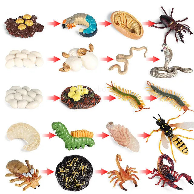 Montessori life cycle le cycle de vie English Placa De Video Frog Butterfly Seeds Cyclus Bij Ant teaching aids Educationals Toys - Thrive & Baby