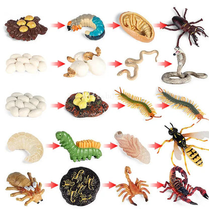 Montessori life cycle le cycle de vie English Placa De Video Frog Butterfly Seeds Cyclus Bij Ant teaching aids Educationals Toys - Thrive & Baby