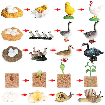 Montessori life cycle le cycle de vie English Placa De Video Frog Butterfly Seeds Cyclus Bij Ant teaching aids Educationals Toys - Thrive & Baby