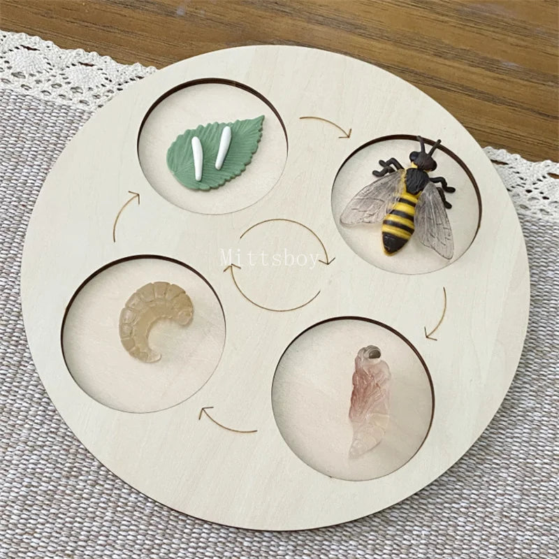Montessori life cycle le cycle de vie English Placa De Video Frog Butterfly Seeds Cyclus Bij Ant teaching aids Educationals Toys - Thrive & Baby