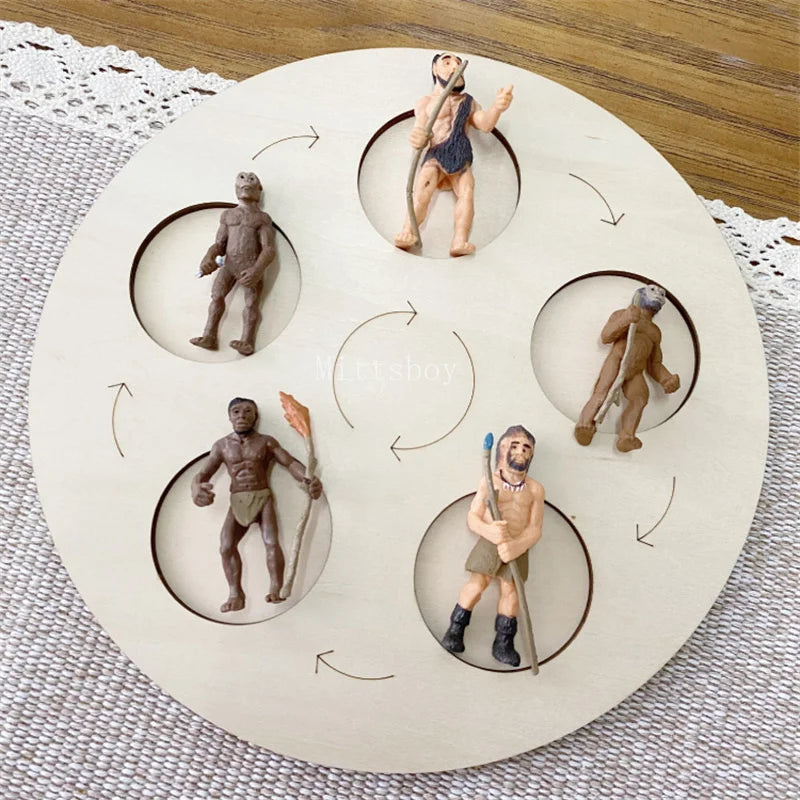 Montessori life cycle le cycle de vie English Placa De Video Frog Butterfly Seeds Cyclus Bij Ant teaching aids Educationals Toys - Thrive & Baby