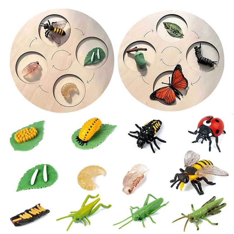 Montessori life cycle le cycle de vie English Placa De Video Frog Butterfly Seeds Cyclus Bij Ant teaching aids Educationals Toys - Thrive & Baby