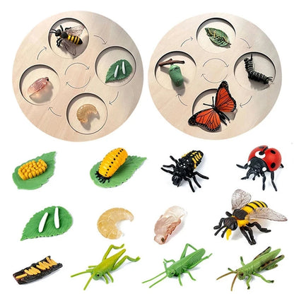 Montessori life cycle le cycle de vie English Placa De Video Frog Butterfly Seeds Cyclus Bij Ant teaching aids Educationals Toys - Thrive & Baby