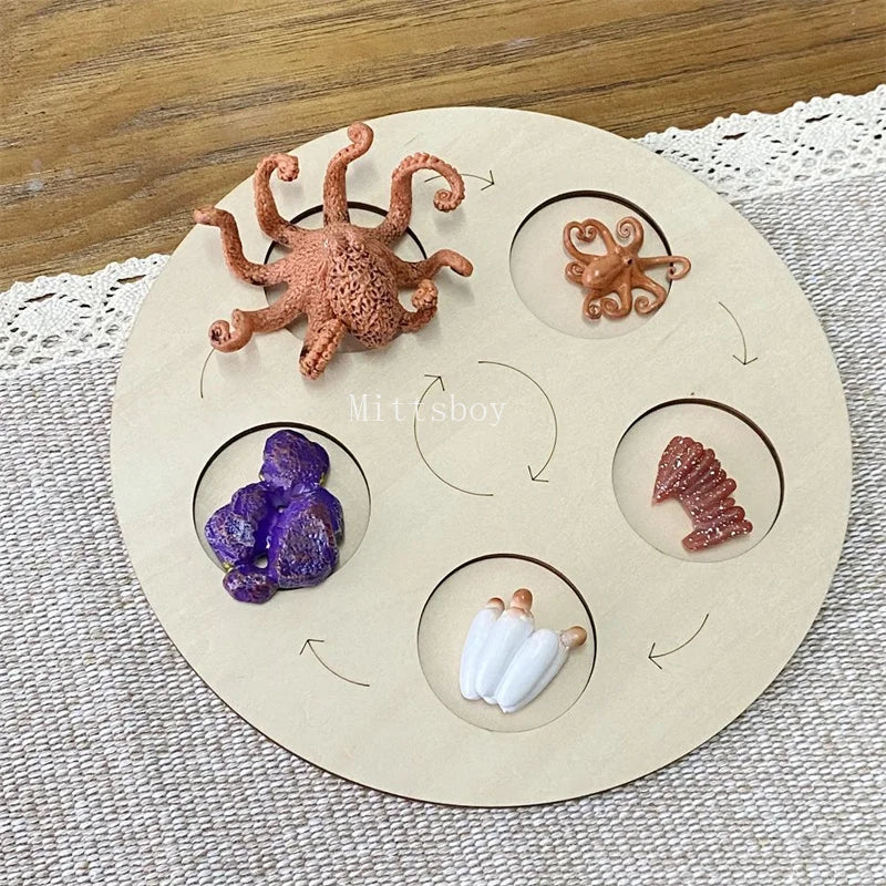 Montessori life cycle le cycle de vie English Placa De Video Frog Butterfly Seeds Cyclus Bij Ant teaching aids Educationals Toys - Thrive & Baby