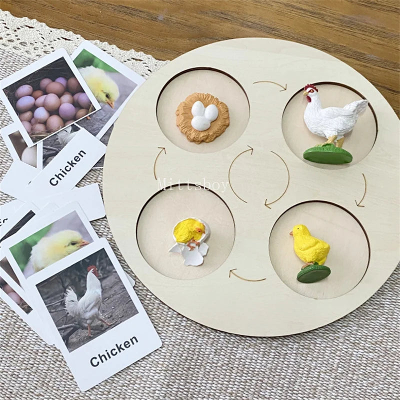 Montessori life cycle le cycle de vie English Placa De Video Frog Butterfly Seeds Cyclus Bij Ant teaching aids Educationals Toys - Thrive & Baby