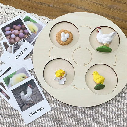 Montessori life cycle le cycle de vie English Placa De Video Frog Butterfly Seeds Cyclus Bij Ant teaching aids Educationals Toys - Thrive & Baby