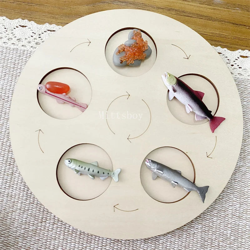 Montessori life cycle le cycle de vie English Placa De Video Frog Butterfly Seeds Cyclus Bij Ant teaching aids Educationals Toys - Thrive & Baby