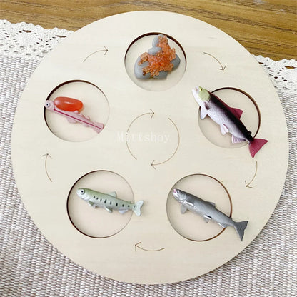 Montessori life cycle le cycle de vie English Placa De Video Frog Butterfly Seeds Cyclus Bij Ant teaching aids Educationals Toys - Thrive & Baby