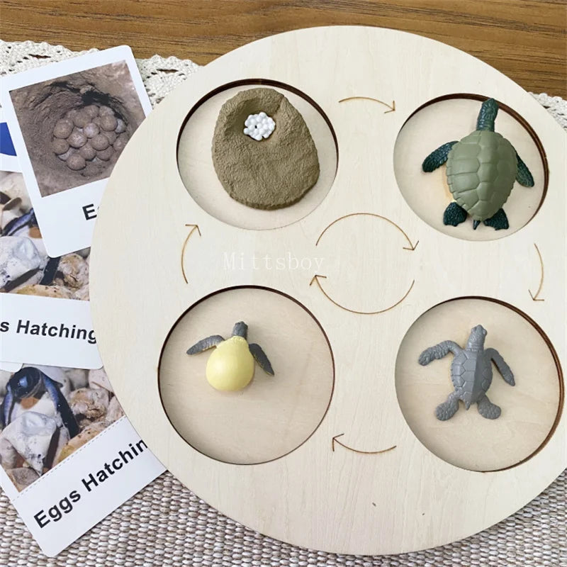 Montessori life cycle le cycle de vie English Placa De Video Frog Butterfly Seeds Cyclus Bij Ant teaching aids Educationals Toys - Thrive & Baby
