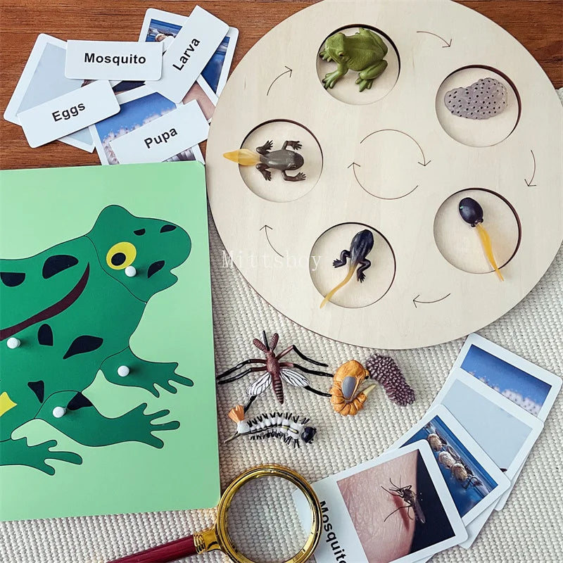 Montessori life cycle le cycle de vie English Placa De Video Frog Butterfly Seeds Cyclus Bij Ant teaching aids Educationals Toys - Thrive & Baby