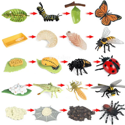 Montessori life cycle le cycle de vie English Placa De Video Frog Butterfly Seeds Cyclus Bij Ant teaching aids Educationals Toys - Thrive & Baby
