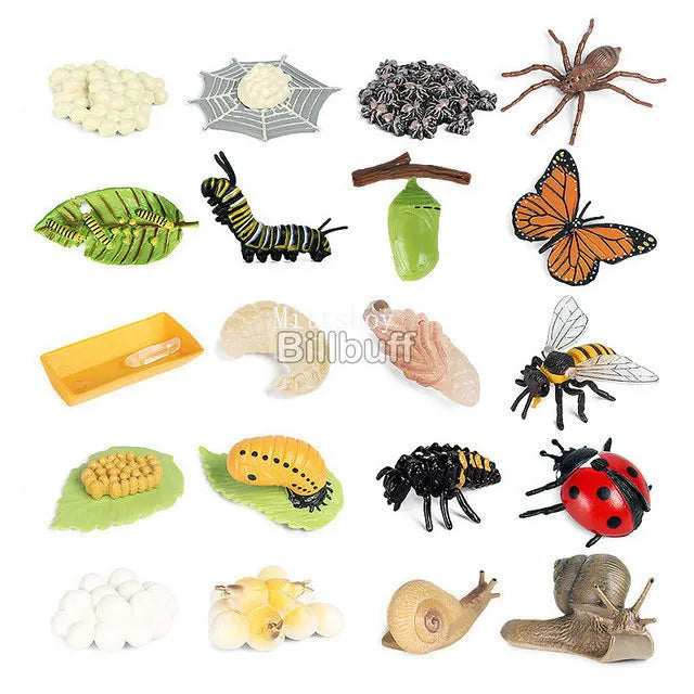 Montessori life cycle le cycle de vie English Placa De Video Frog Butterfly Seeds Cyclus Bij Ant teaching aids Educationals Toys - Thrive & Baby