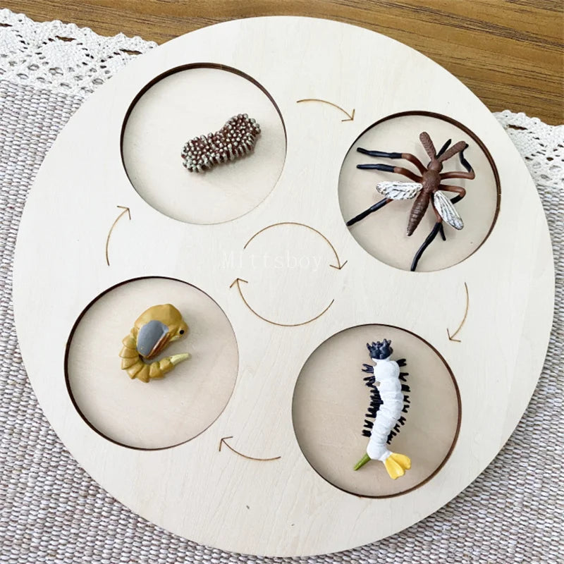 Montessori life cycle le cycle de vie English Placa De Video Frog Butterfly Seeds Cyclus Bij Ant teaching aids Educationals Toys - Thrive & Baby
