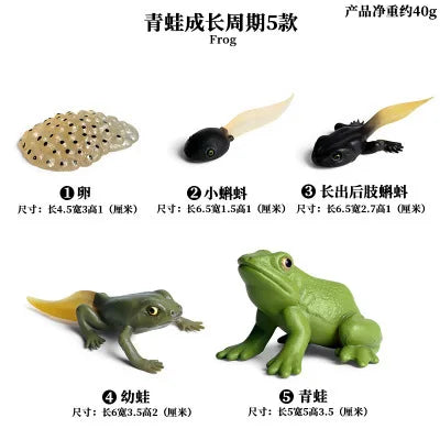 Montessori life cycle le cycle de vie English Placa De Video Frog Butterfly Seeds Cyclus Bij Ant teaching aids Educationals Toys - Thrive & Baby