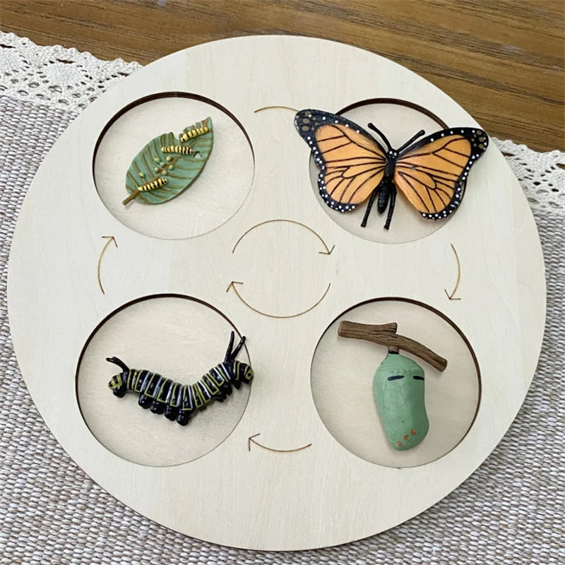 Montessori life cycle le cycle de vie English Placa De Video Frog Butterfly Seeds Cyclus Bij Ant teaching aids Educationals Toys - Thrive & Baby