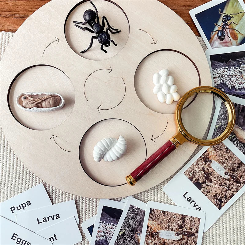 Montessori life cycle le cycle de vie English Placa De Video Frog Butterfly Seeds Cyclus Bij Ant teaching aids Educationals Toys - Thrive & Baby