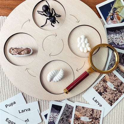 Montessori life cycle le cycle de vie English Placa De Video Frog Butterfly Seeds Cyclus Bij Ant teaching aids Educationals Toys - Thrive & Baby