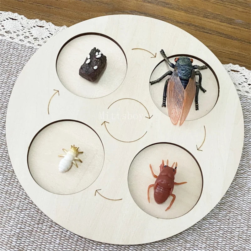 Montessori life cycle le cycle de vie English Placa De Video Frog Butterfly Seeds Cyclus Bij Ant teaching aids Educationals Toys - Thrive & Baby