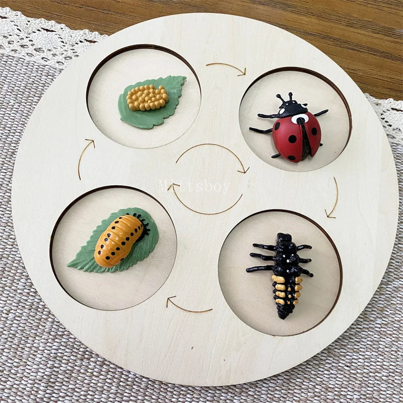 Montessori life cycle le cycle de vie English Placa De Video Frog Butterfly Seeds Cyclus Bij Ant teaching aids Educationals Toys - Thrive & Baby