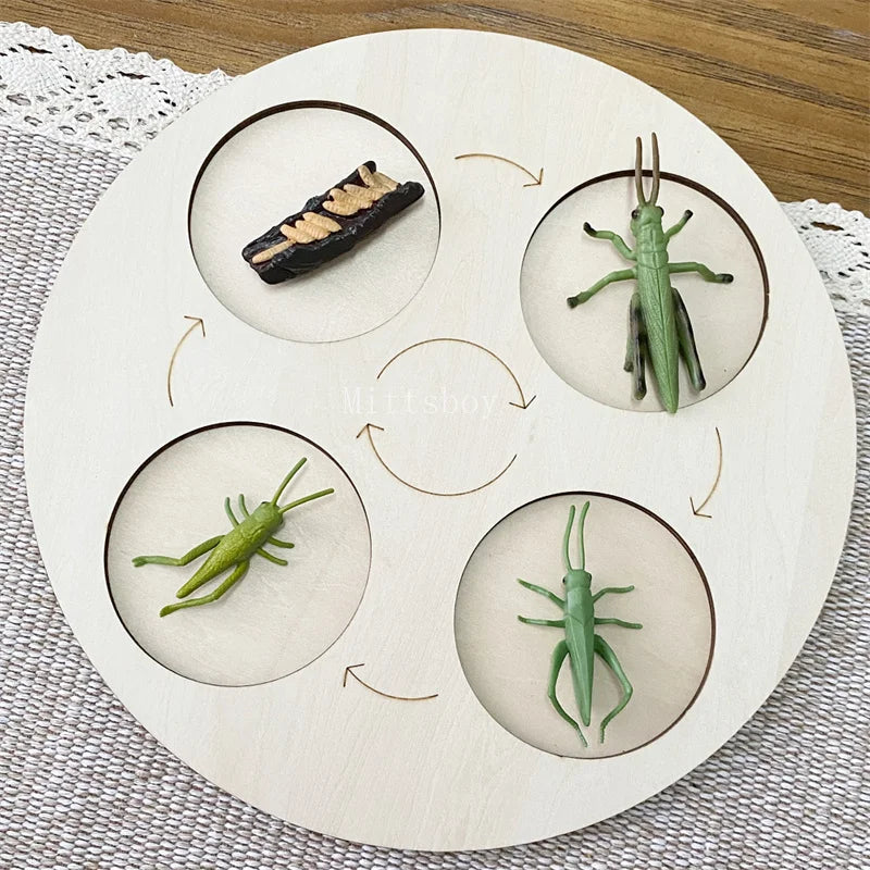 Montessori life cycle le cycle de vie English Placa De Video Frog Butterfly Seeds Cyclus Bij Ant teaching aids Educationals Toys - Thrive & Baby