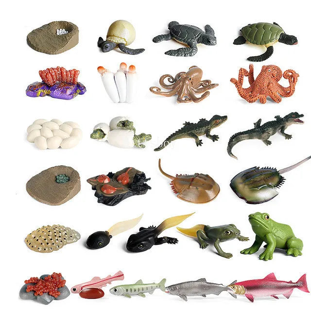 Montessori life cycle le cycle de vie English Placa De Video Frog Butterfly Seeds Cyclus Bij Ant teaching aids Educationals Toys - Thrive & Baby