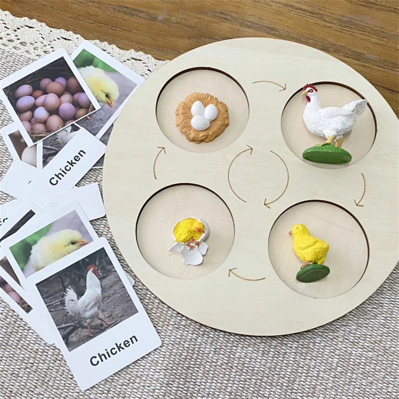 Montessori life cycle le cycle de vie English Placa De Video Frog Butterfly Seeds Cyclus Bij Ant teaching aids Educationals Toys - Thrive & Baby